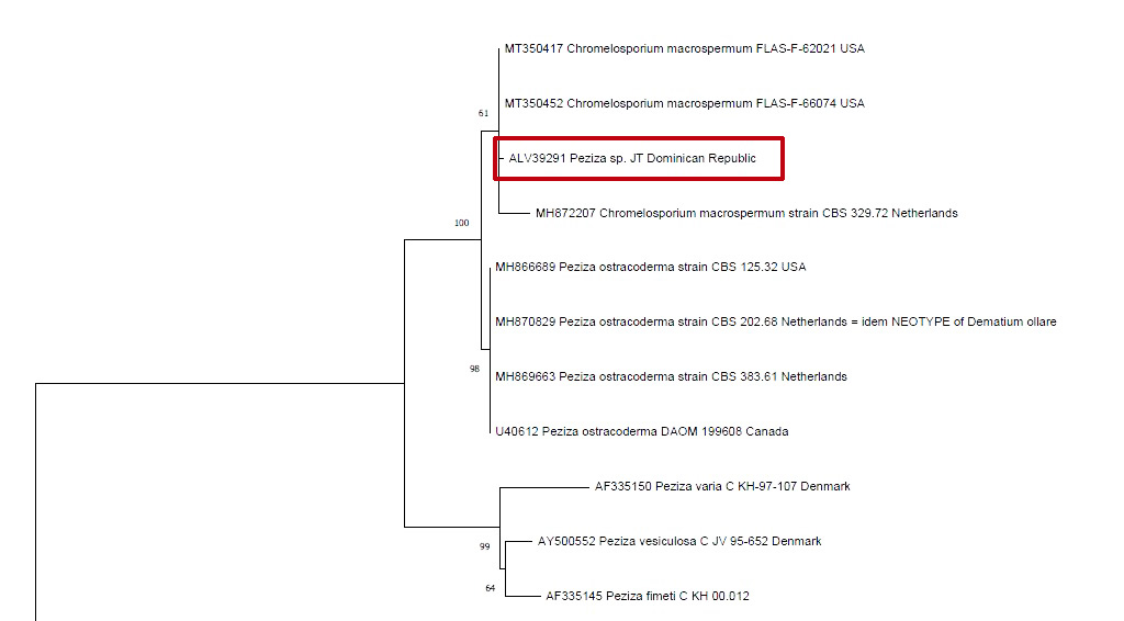 Árbol Filogenético